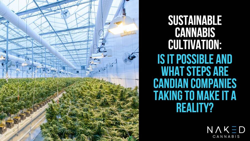 Read more about the article 3 Ways the Cannabis Industry is Moving Towards Sustainable Cultivation