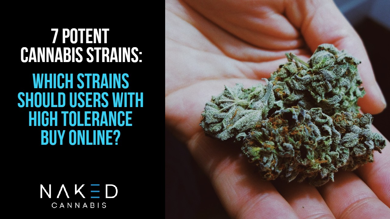 You are currently viewing Seven Strong Cannabis Strains to Rock Your World