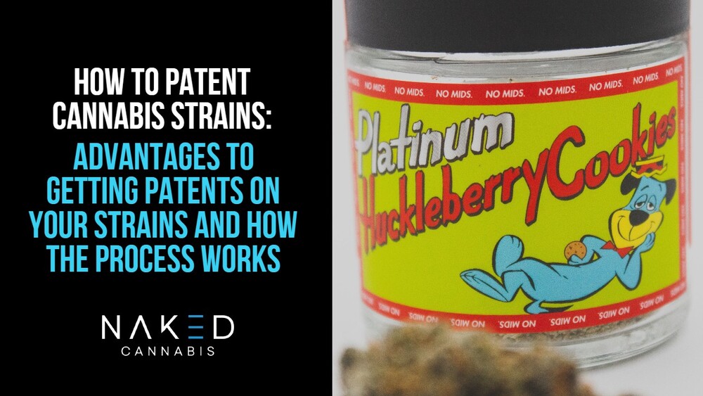 Read more about the article How Do Cannabis Strains Get Their Patents?