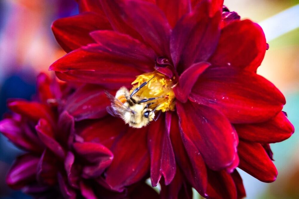 Close up picture of flower in Regina, SK