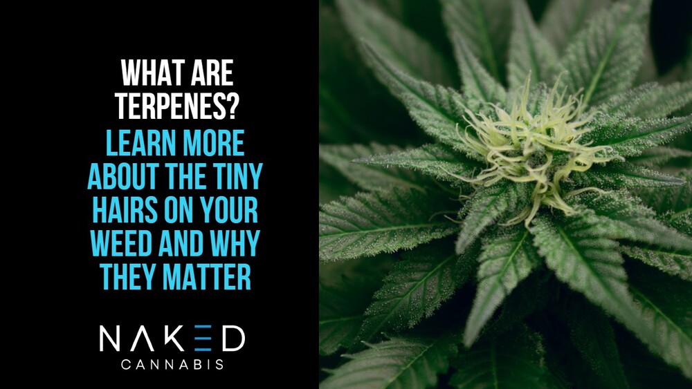 Read more about the article What Are Terpenes, and What Do They Do?