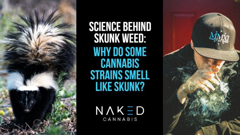 Read more about the article The Science Behind Why Marijuana Smells Like a Skunk