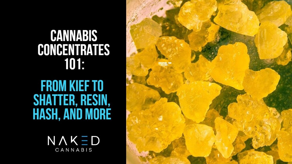 Read more about the article Cannabis Concentrates 101: Understanding Tinctures, Shatter, & More