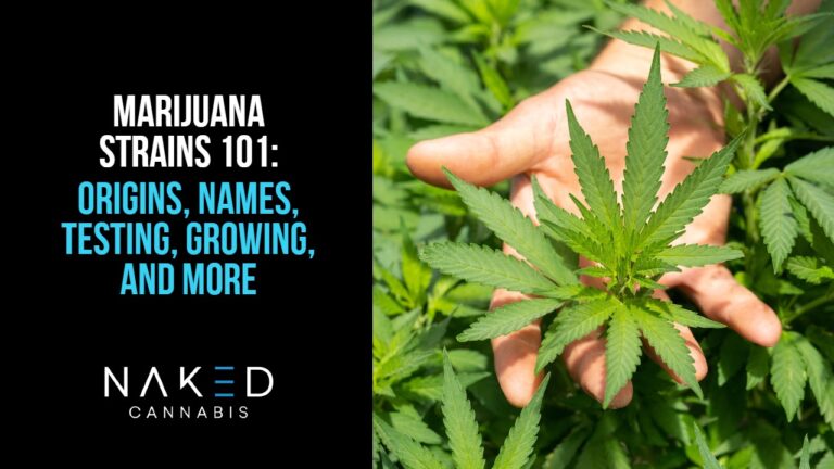 Read more about the article Marijuana Strains: Names, Origins, Testing, Growers & More