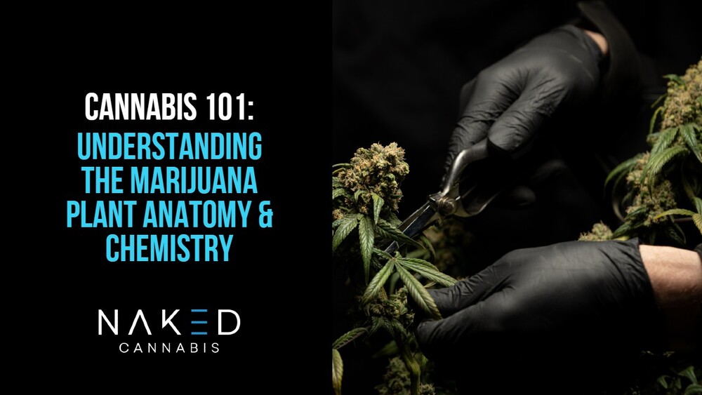 Read more about the article Cannabis 101: Marijuana Plant Anatomy to Chemistry