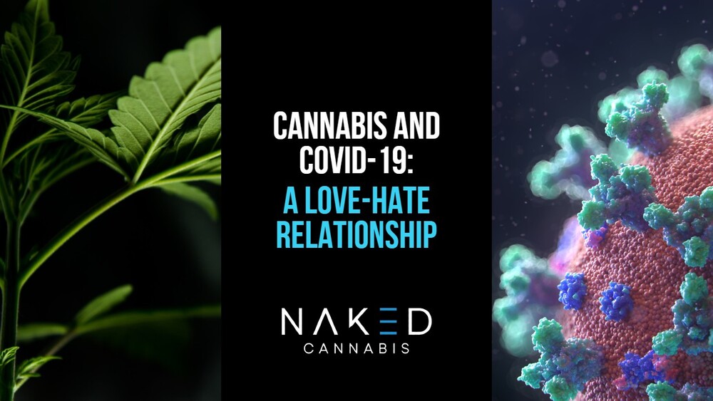 Read more about the article Cannabis and COVID-19: A Love-Hate Relationship