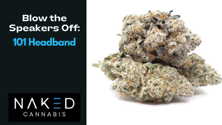 Read more about the article Blow the Speakers Off: 101 Headband