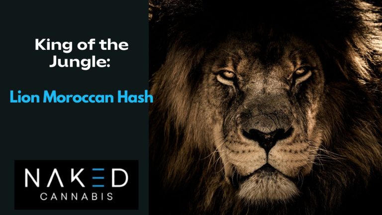 Read more about the article Discover the Magic of Lion Moroccan Hash – A Journey in Every Puff!