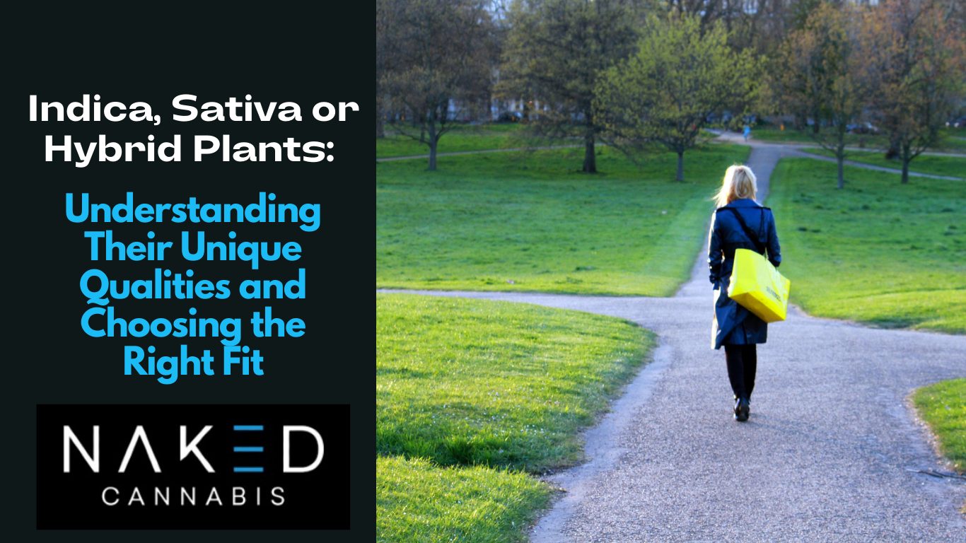 You are currently viewing Indica, Sativa or Hybrid Plants: Understanding Their Unique Qualities and Choosing the Right Fit