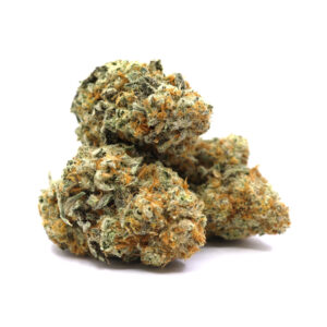 Morning Glory – ($.$.$)