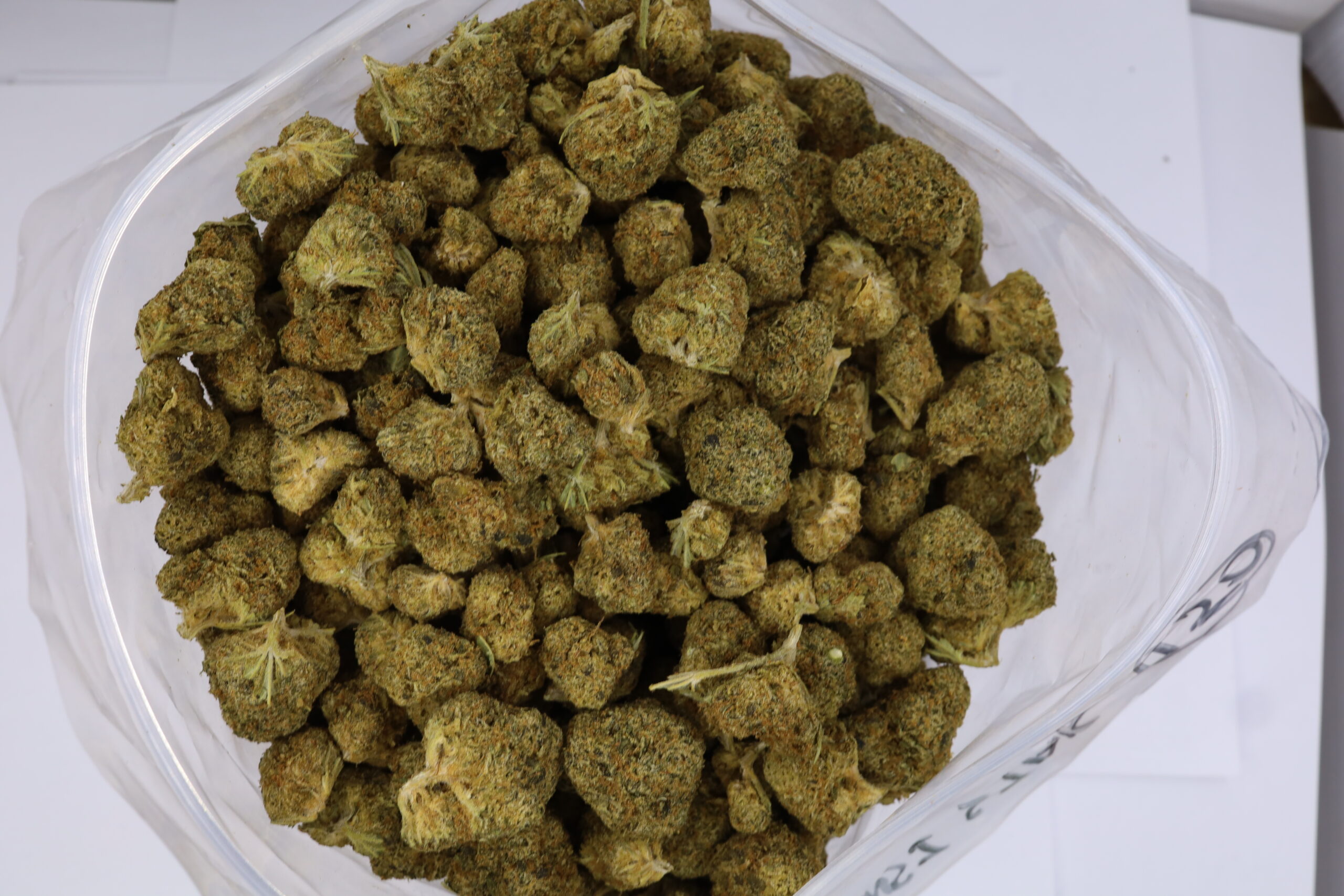 Sensi Star - ($.$) - Image 2